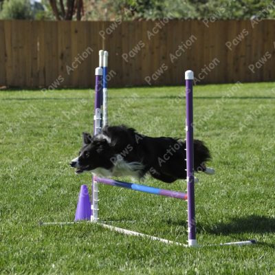 Dog Agility