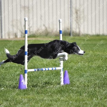 Dog Agility