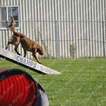 Dog Agility