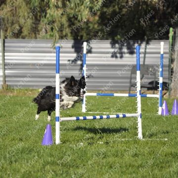 Dog Agility