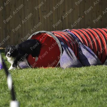 Dog Agility