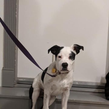 Puppy sitting on steps
