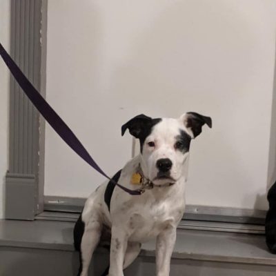Puppy sitting on steps
