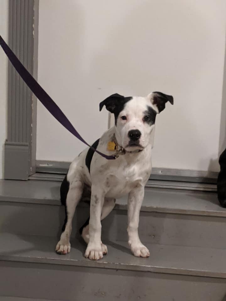 Puppy sitting on steps