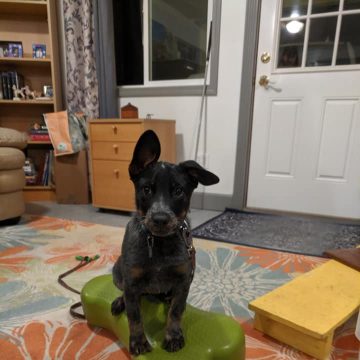 dog sitting on green bone with the 