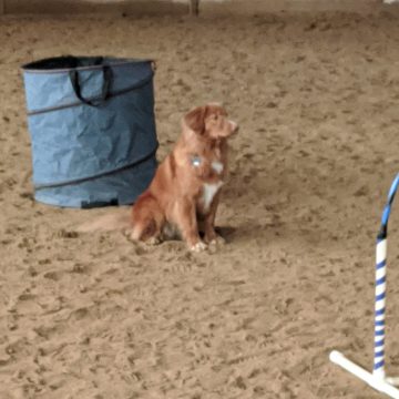 Dog Agility