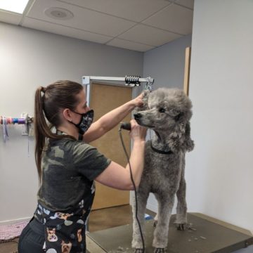 groomer with dog