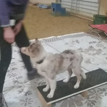 Dog Agility