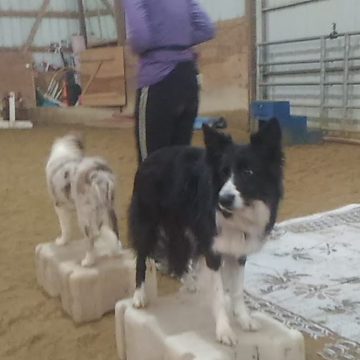 Dog Agility