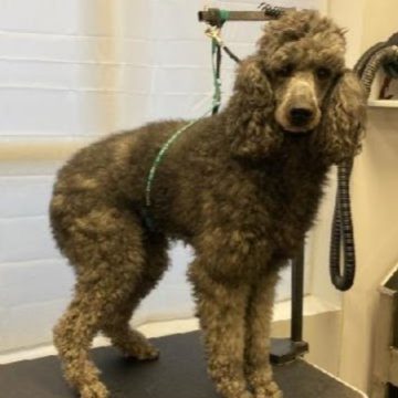 A poodle being groomed
