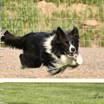 dog agility tournament