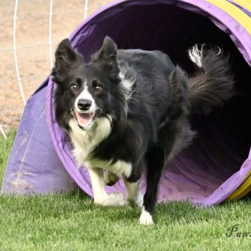 dog agility tournament