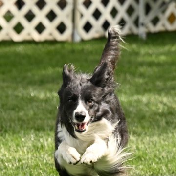 dog agility tournament