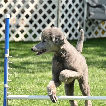 dog agility tournament