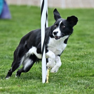 dog agility tournament