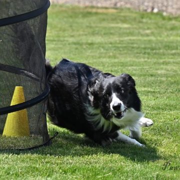 dog agility tournament