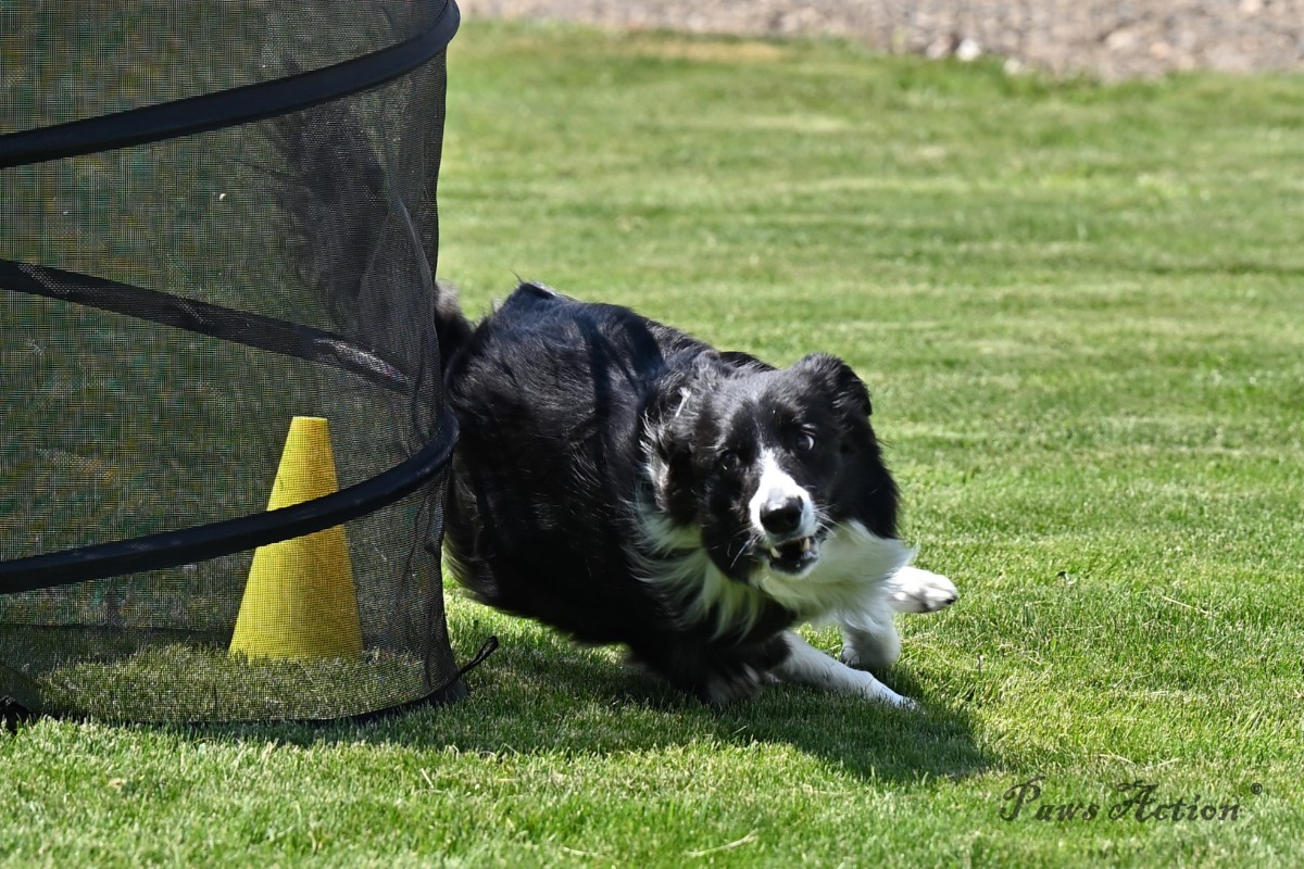 dog agility tournament