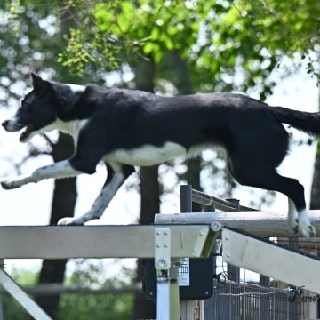 dog agility tournament
