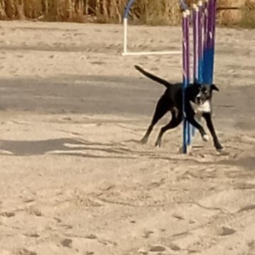 border collies in a dog agility course