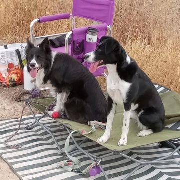 border collies in a dog agility course