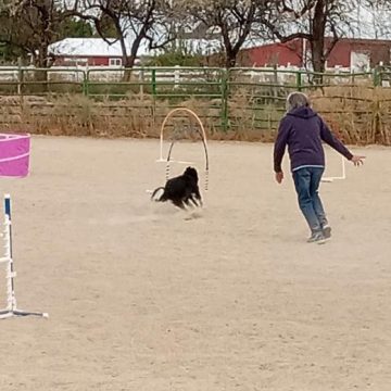 border collies in a dog agility course