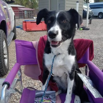 border collies in a dog agility course
