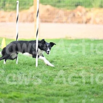 border collies in a dog agility course