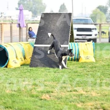 border collies in a dog agility course