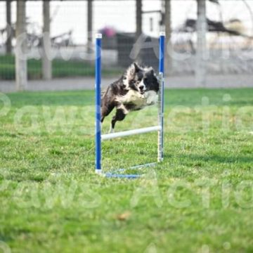 border collies in a dog agility course