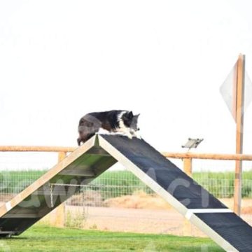 border collies in a dog agility course