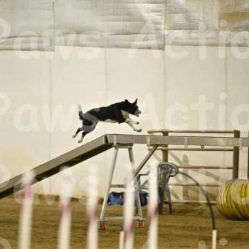 border collies in a dog agility course
