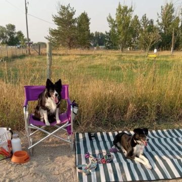 border collies in a dog agility course