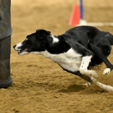 Border collie running in a agility contest