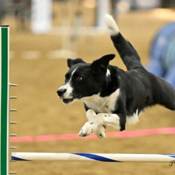 Border collie running in a agility contest