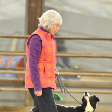 Border collie running in a agility contest