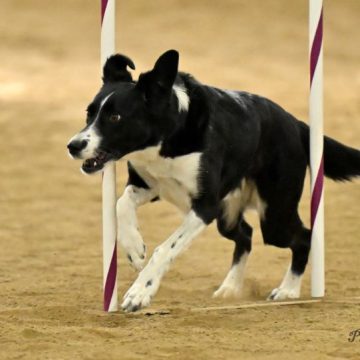 Border collie running in a agility contest