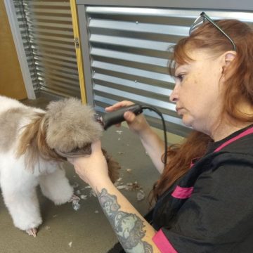 Apprentice shaving dog