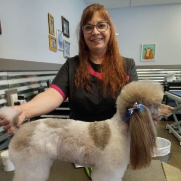 Apprentice Grooming poodle