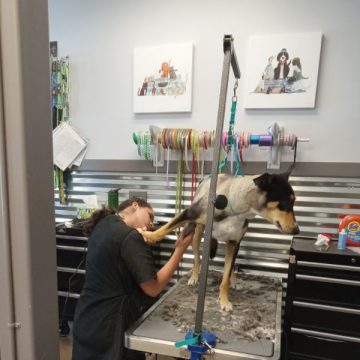 Apprentice grooming dog