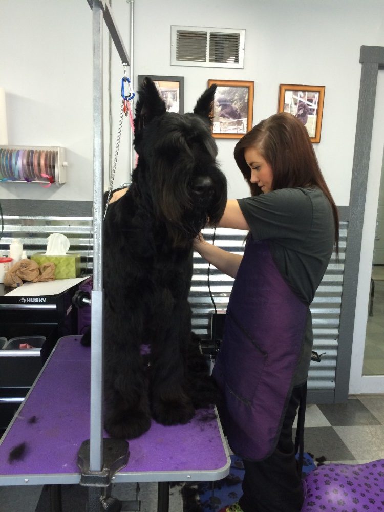 A groomer grooming a large black dog
