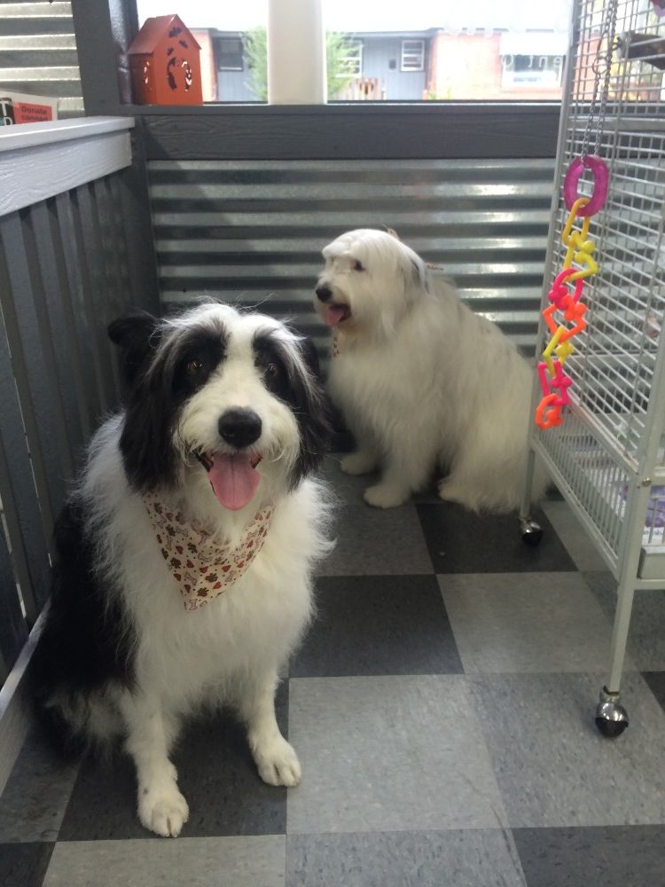2 dogs in the waiting area of a groomer