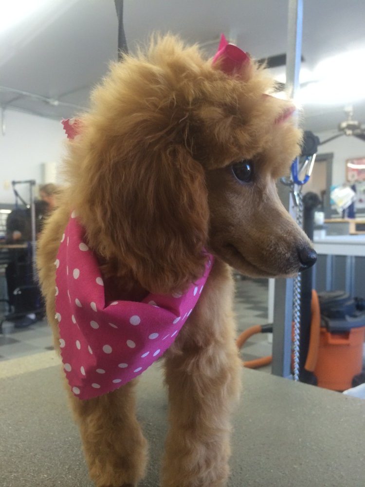 a brown poodle with a polka-dot pink dog bandana around neck