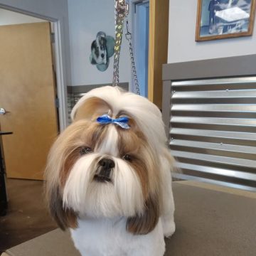 groomed dog