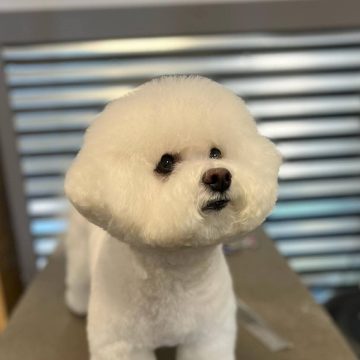 cute groomed dog